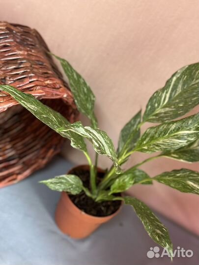 Спатифиллум даймонд D14