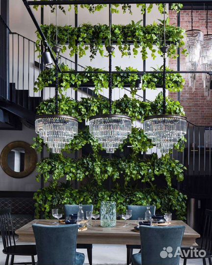 Фитостены, вертикальное озеленение, растения, от