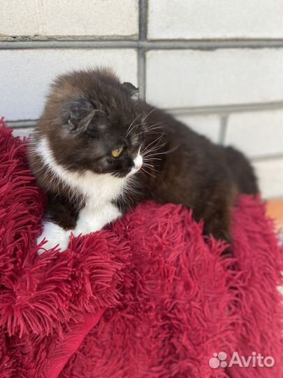 Кошка в дар