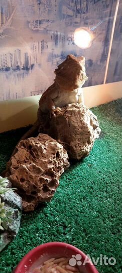 Террариум для рептилий бу