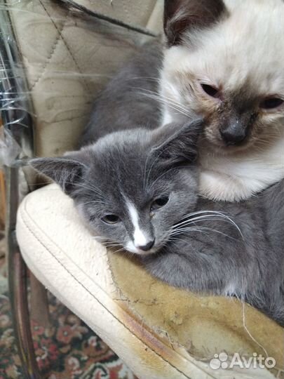 Котята ищут дом