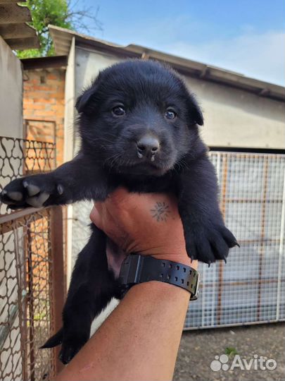 Щенки немецкой овчарки черные
