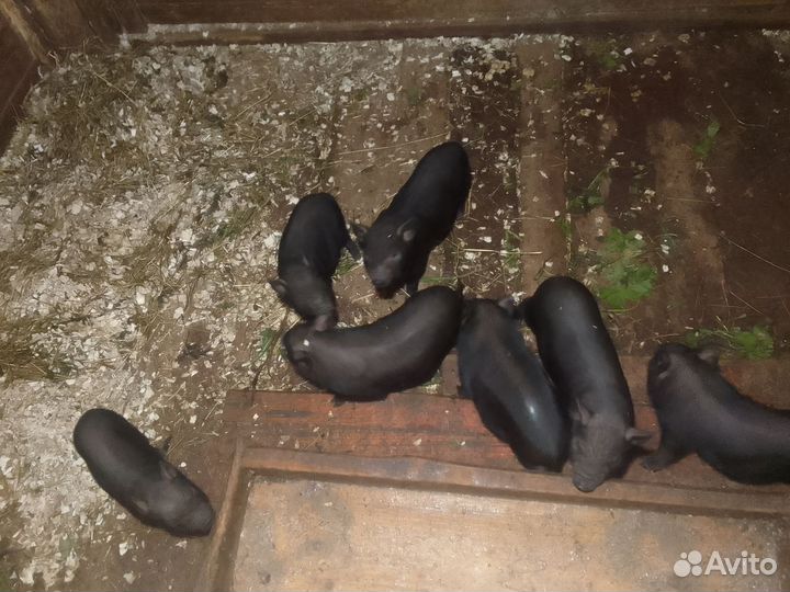 Вьетнамские поросята