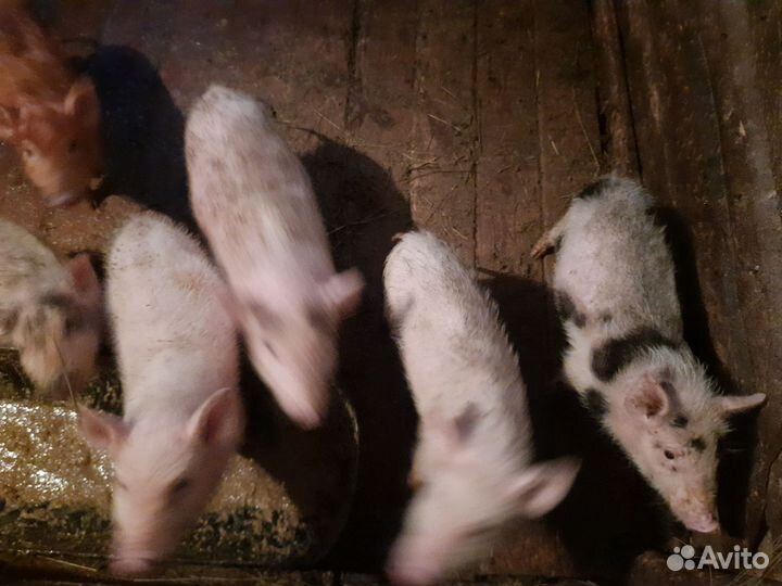 Вьетнамские поросята