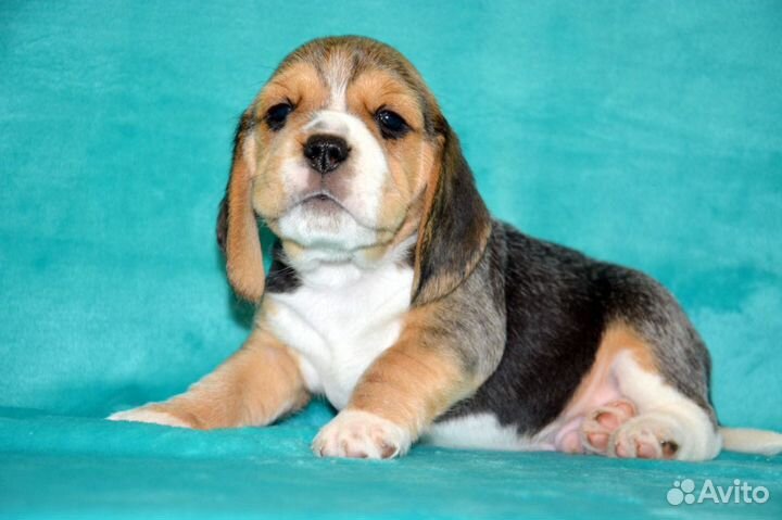 Щенки Бигля