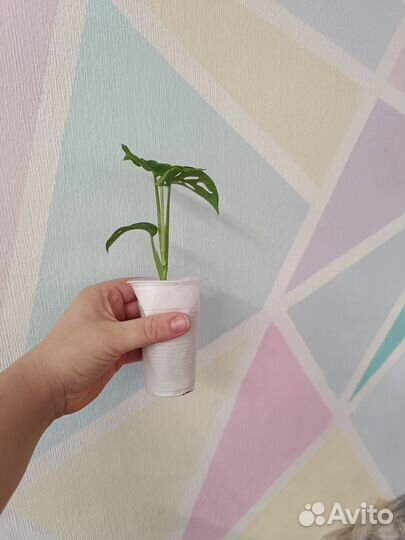 Монстера Адансона