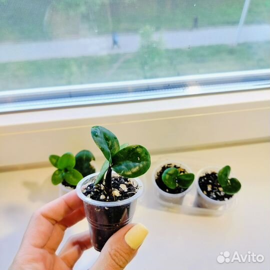 Замиокулькас зензи