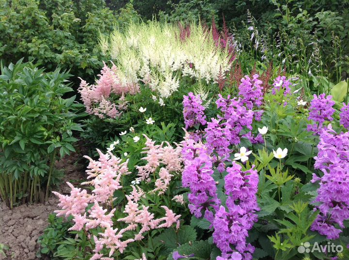 Садовые цветы