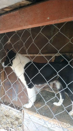 Щенки русско европейской лайки