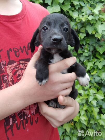 Щенки в добрые руки