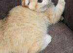 Шотландские котята золотая шиншилла