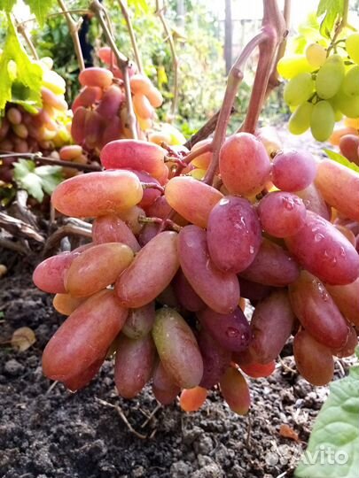 Саженцы и черенки винограда; обрезка