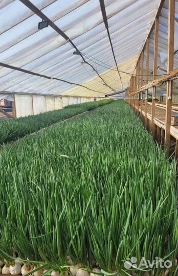 Лук зеленый свежей срезки с доставкой LUK-2242