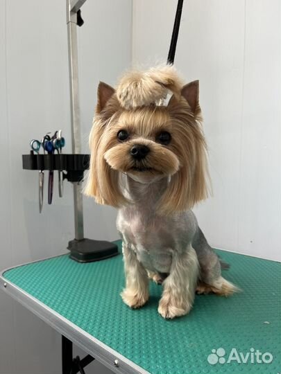 Груминг,стрижка/вычёсывание собак и кошек