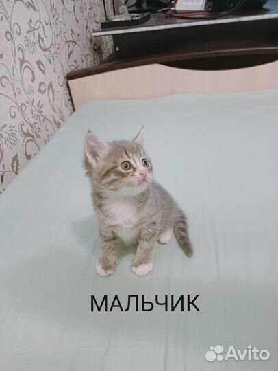 Кошка в дар бесплатно
