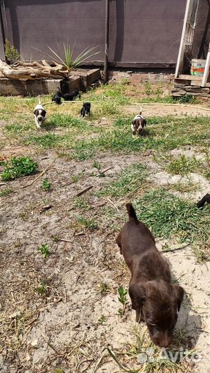 Отдают щенков