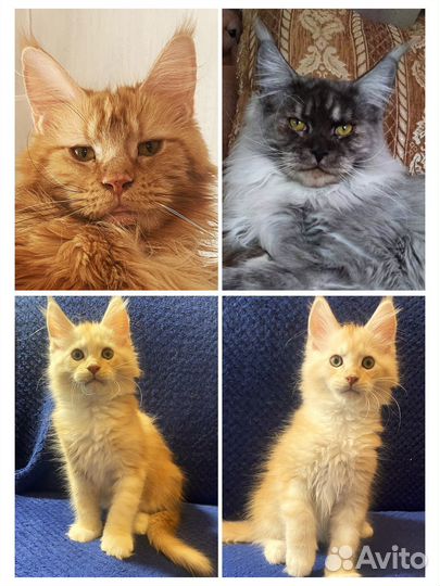 Мейн-кун котята ds 09 - красный дым