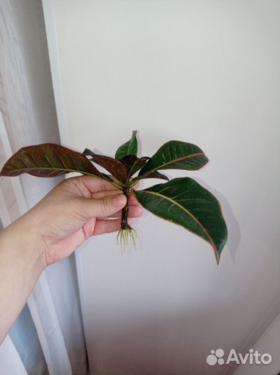 Кодиеум кротон