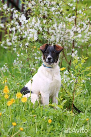 Щенок, 6 месяцев