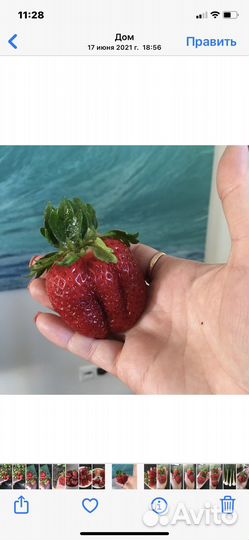 Саженцы клубники