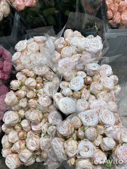 Пионовидные розы