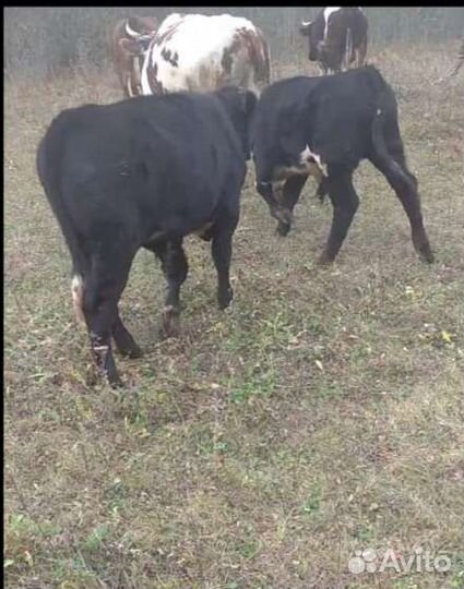 Бычки телята домашние