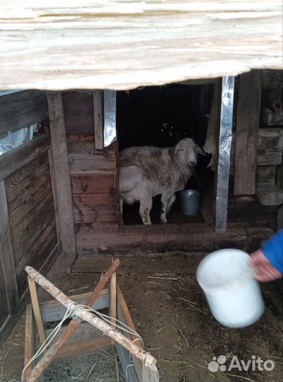 Курдючные бараны