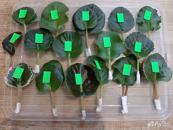 Цветы. Сортовые фиалки