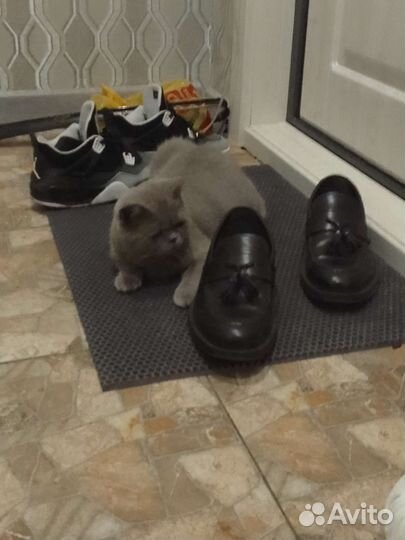 Отдам кота в добрые руки