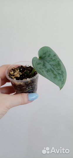 Сциндапсусы разные