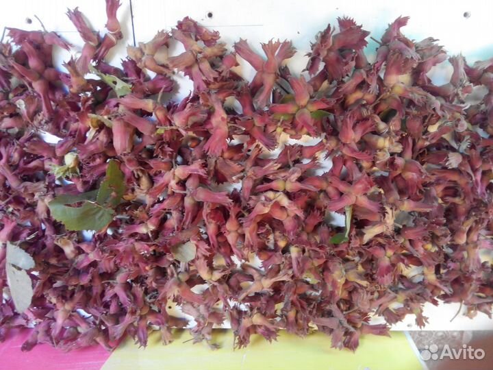 Саженцы Фундук Трапезунд орех