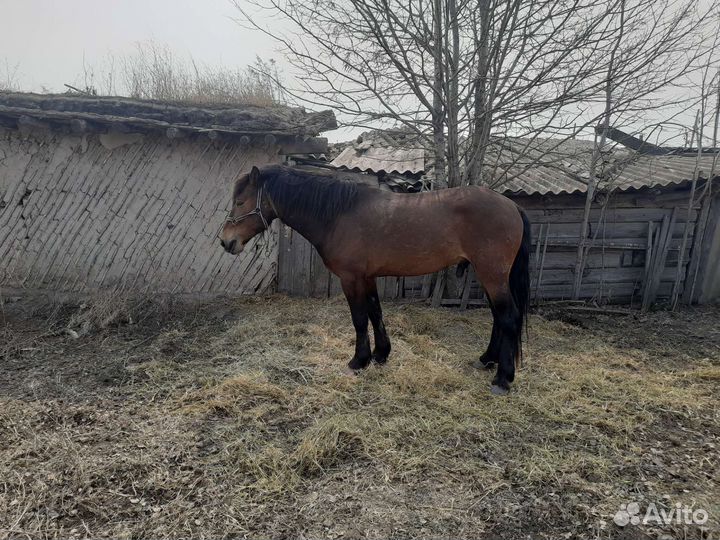 Продажа лошадей