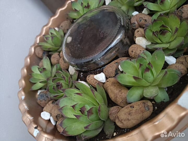 Суккулент каменная роза