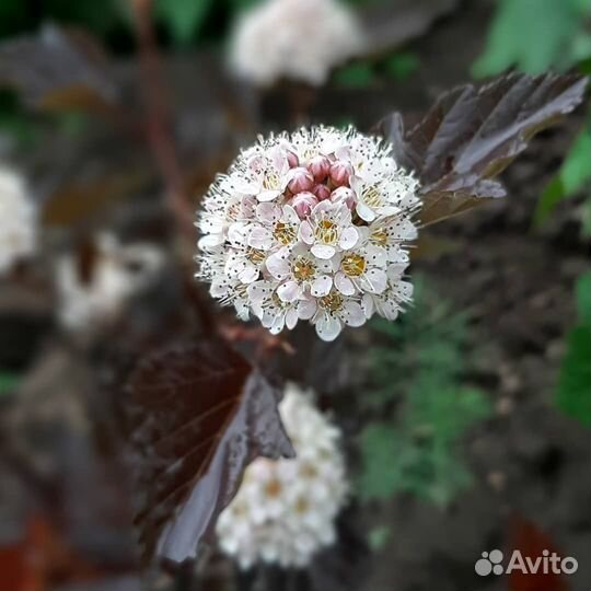 Саженцы декоративные