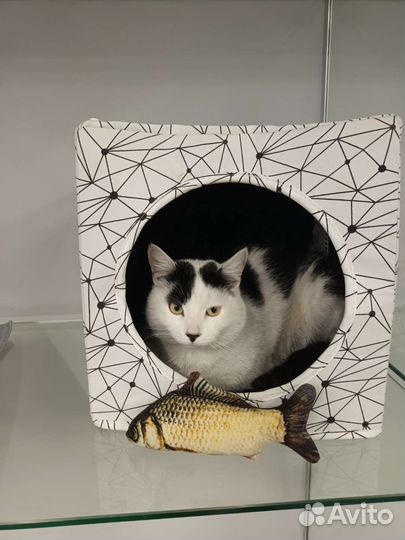 Зоогостиница для кошек 