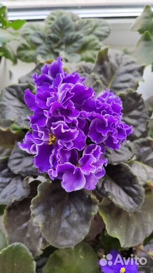 Фиалка сортовая ле Розмари (спорт)