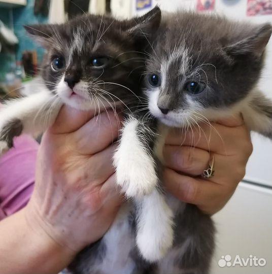 Британские котята