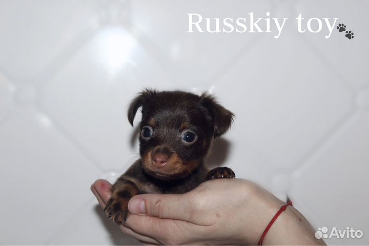 Щенки русский той длинношерстный