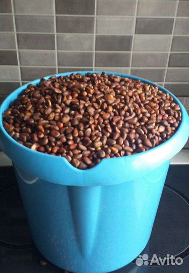 Кедровый орех