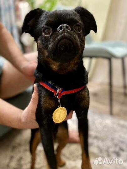 Пти брабансон вязка