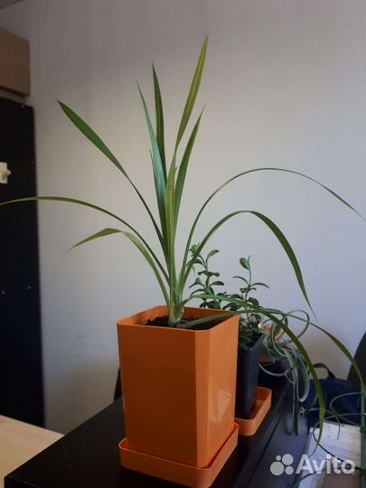 Панданус (винтовая пальма)