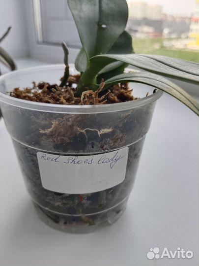 Орхидея фаленопсис