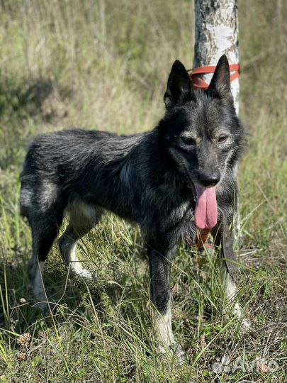 Необычный терьерчик