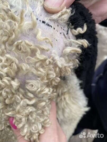 Старинный тулуп 19 века