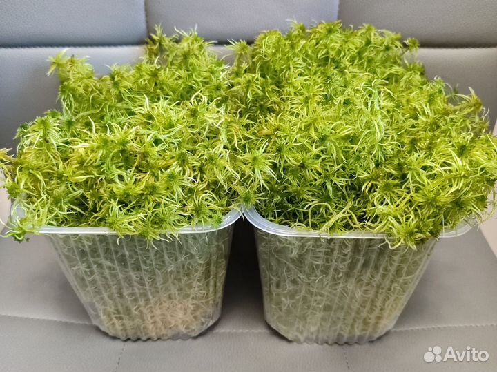 Мох сфагнум для цветов