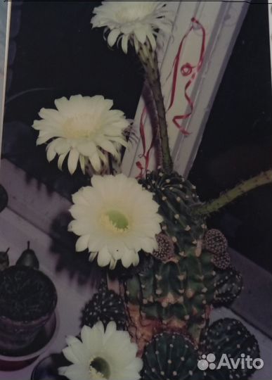 Цветущий Кактус