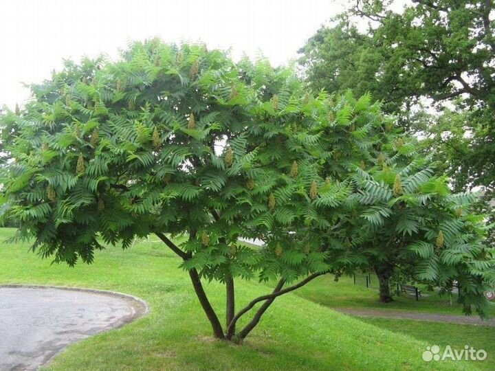 Растение дерево Сумах