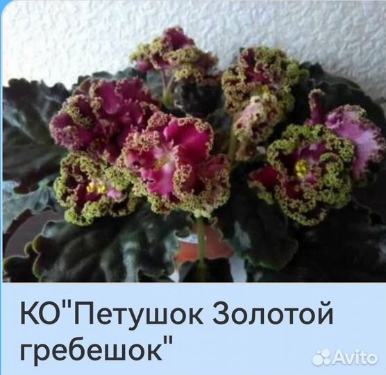 Фиалки сортовые, детки, черенки
