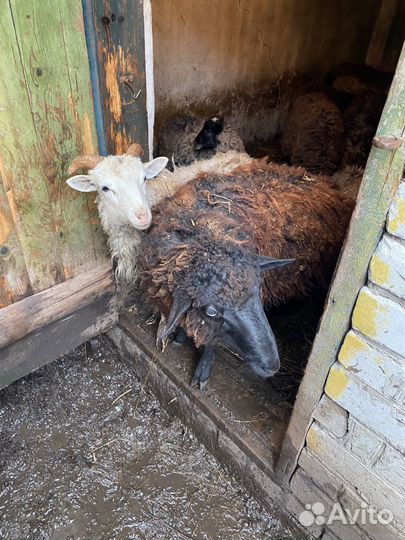 Овцы бараны ягнята