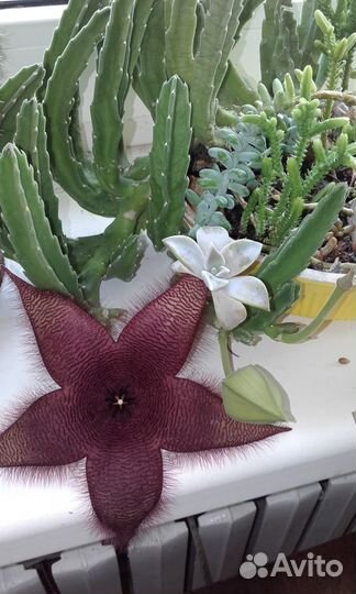 Кактусы и суккуленты